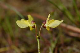 Imagem de Utricularia bremii Heer