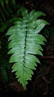 Sivun Dryopteris decipiens (Hook.) O. Kuntze kuva