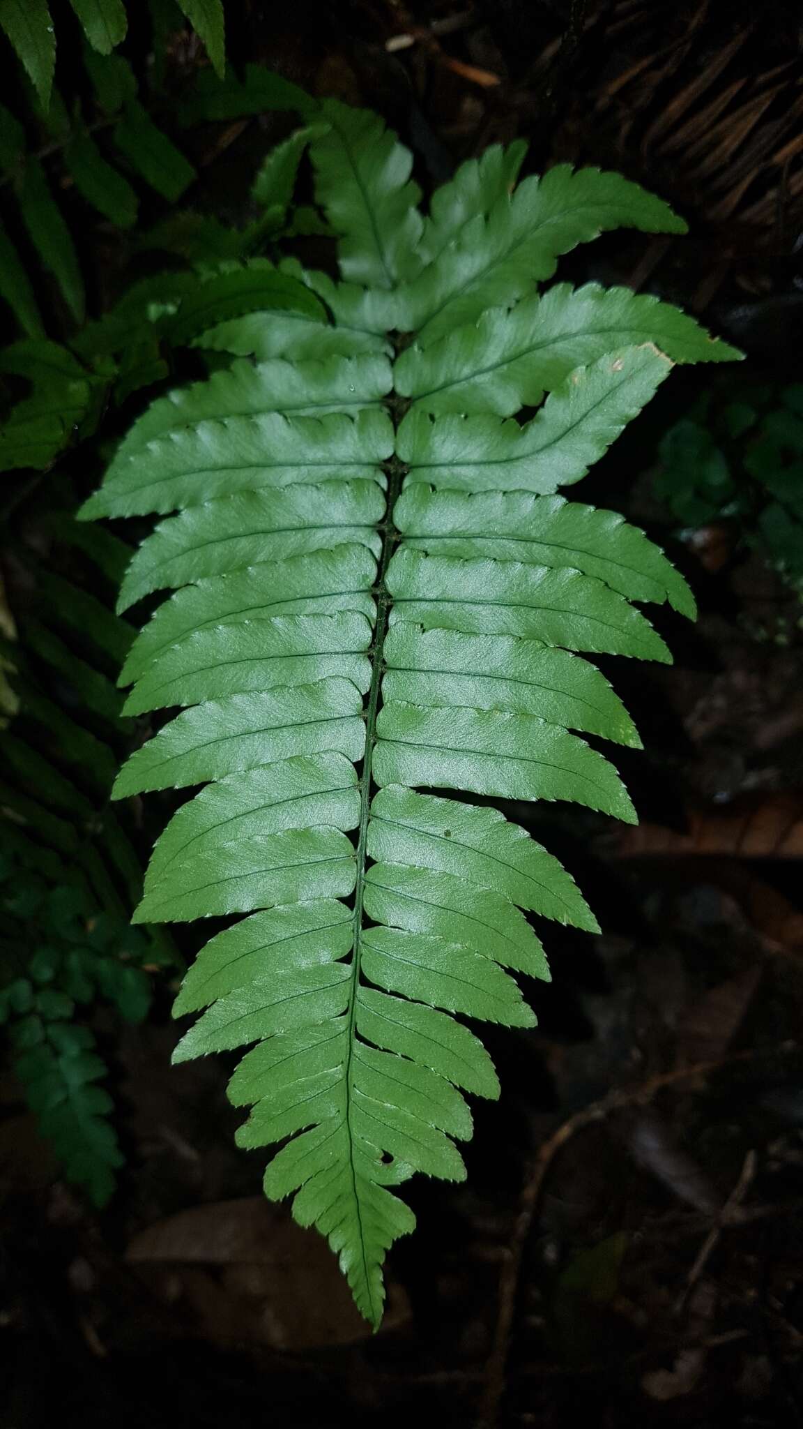 Image de Dryopteris decipiens (Hook.) O. Kuntze