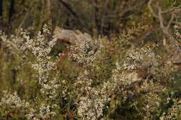 Sivun Leptospermum myrsinoides Schltdl. kuva