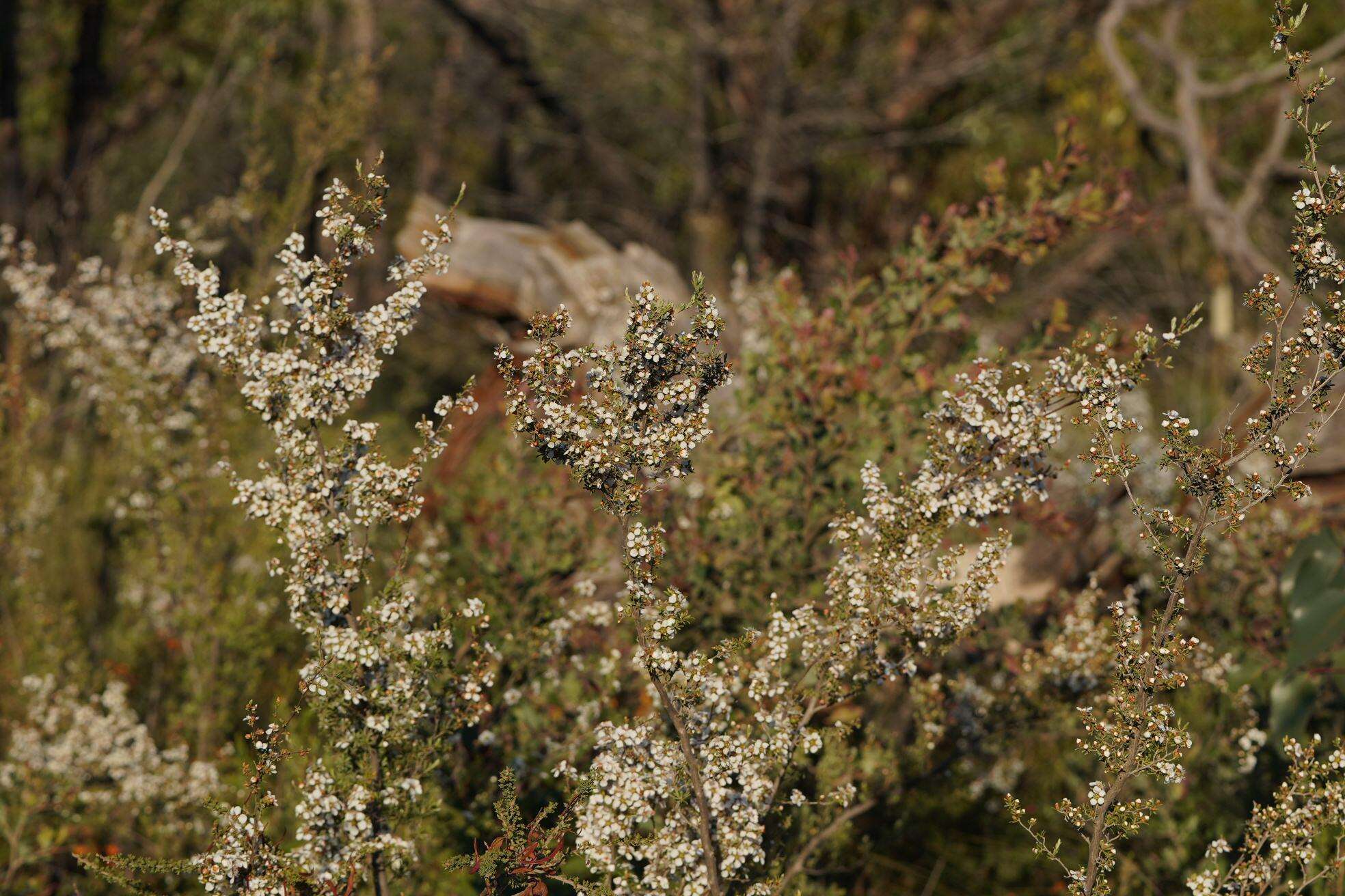 Sivun Leptospermum myrsinoides Schltdl. kuva