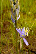 Imagem de Camassia quamash subsp. breviflora Gould
