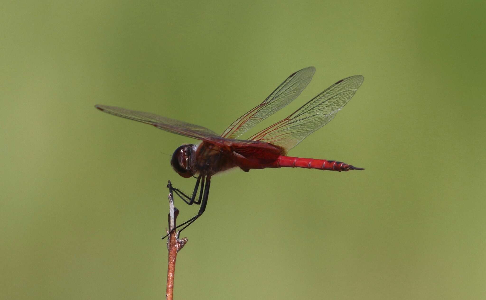 Tramea insularis Hagen 1861 resmi