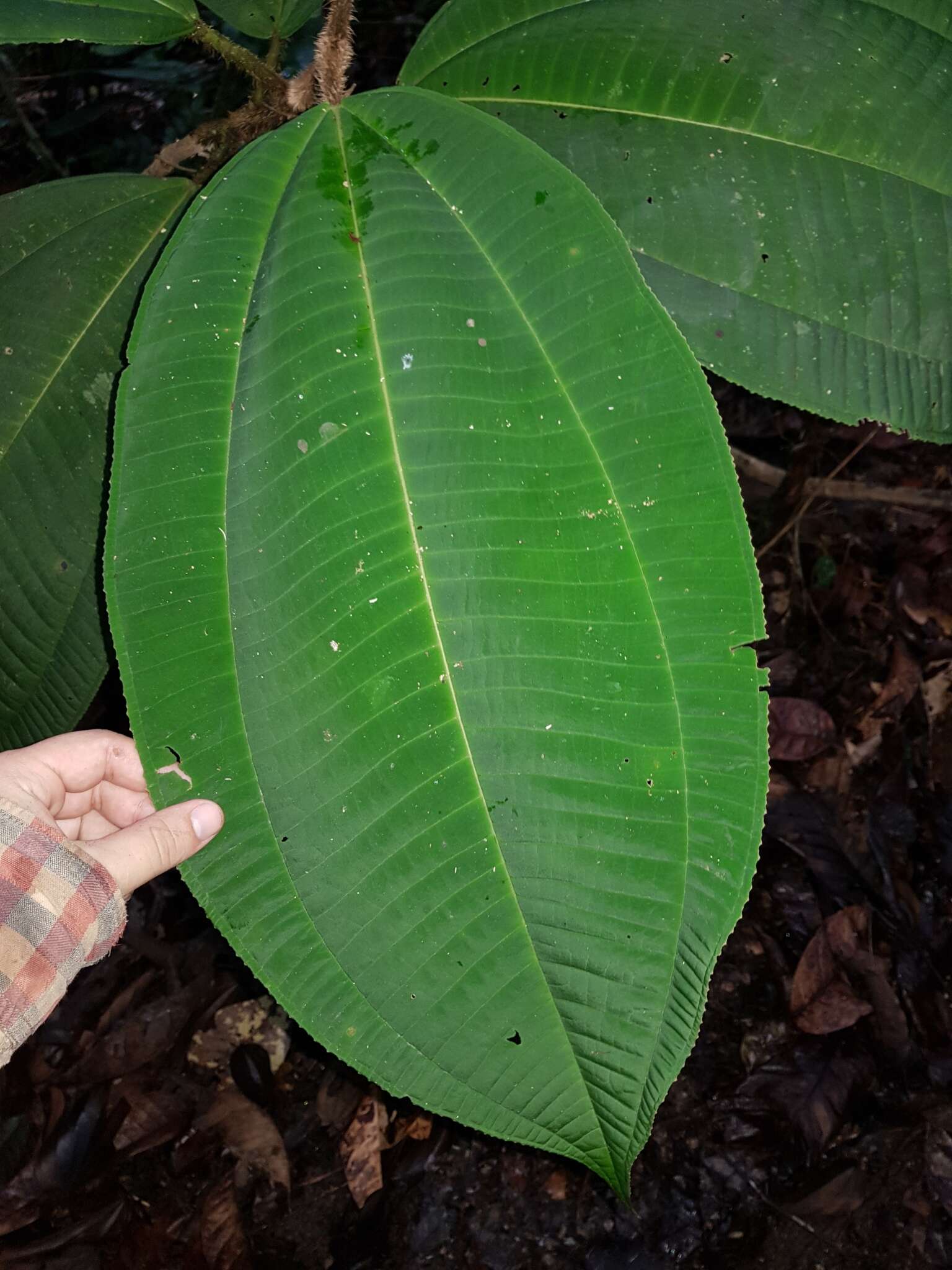 Image of Miconia paleacea Cogn.