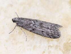 Image of Mediterranean Flour Moth