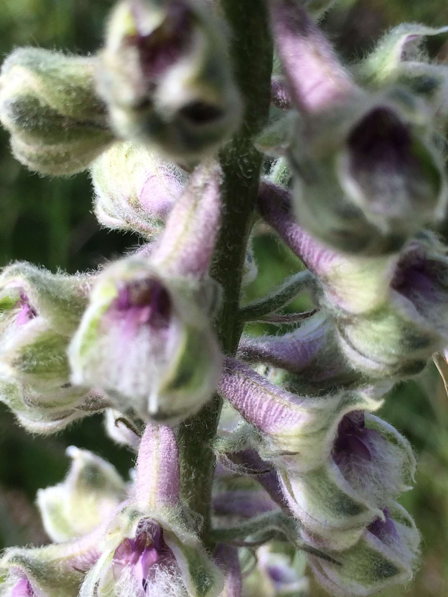 Image of California larkspur