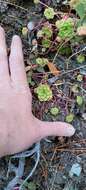 Imagem de Sedum spathulifolium subsp. purdyi (Jeps.) Clausen