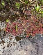 Image of Drosera kaieteurensis Brumm.-Ding.