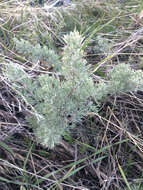 Image of threetip sagebrush