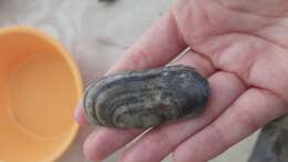 Image of rosy razor clam