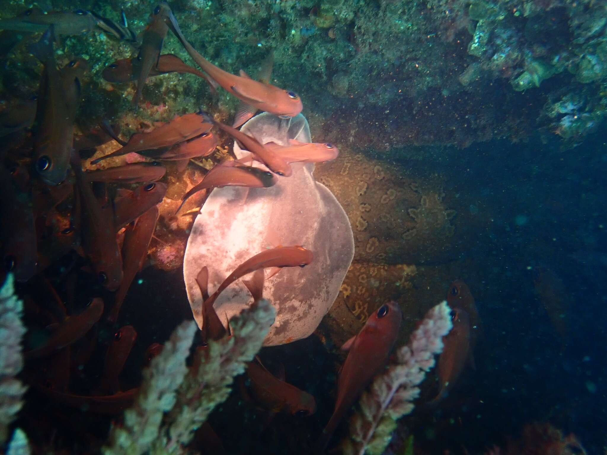 Image of coffin rays