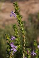 Imagem de Eremophila crassifolia (F. Muell.) F. Muell.