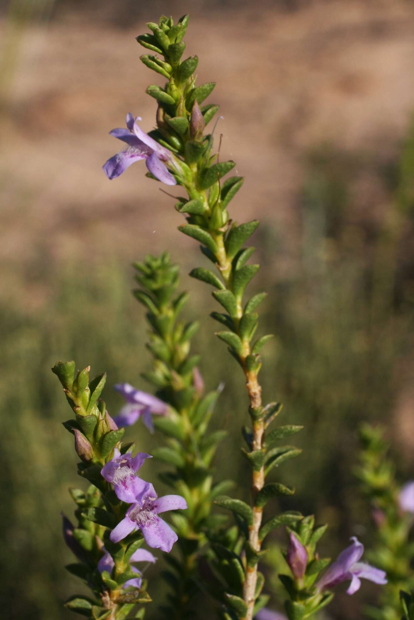 Image of Eremophila crassifolia (F. Muell.) F. Muell.