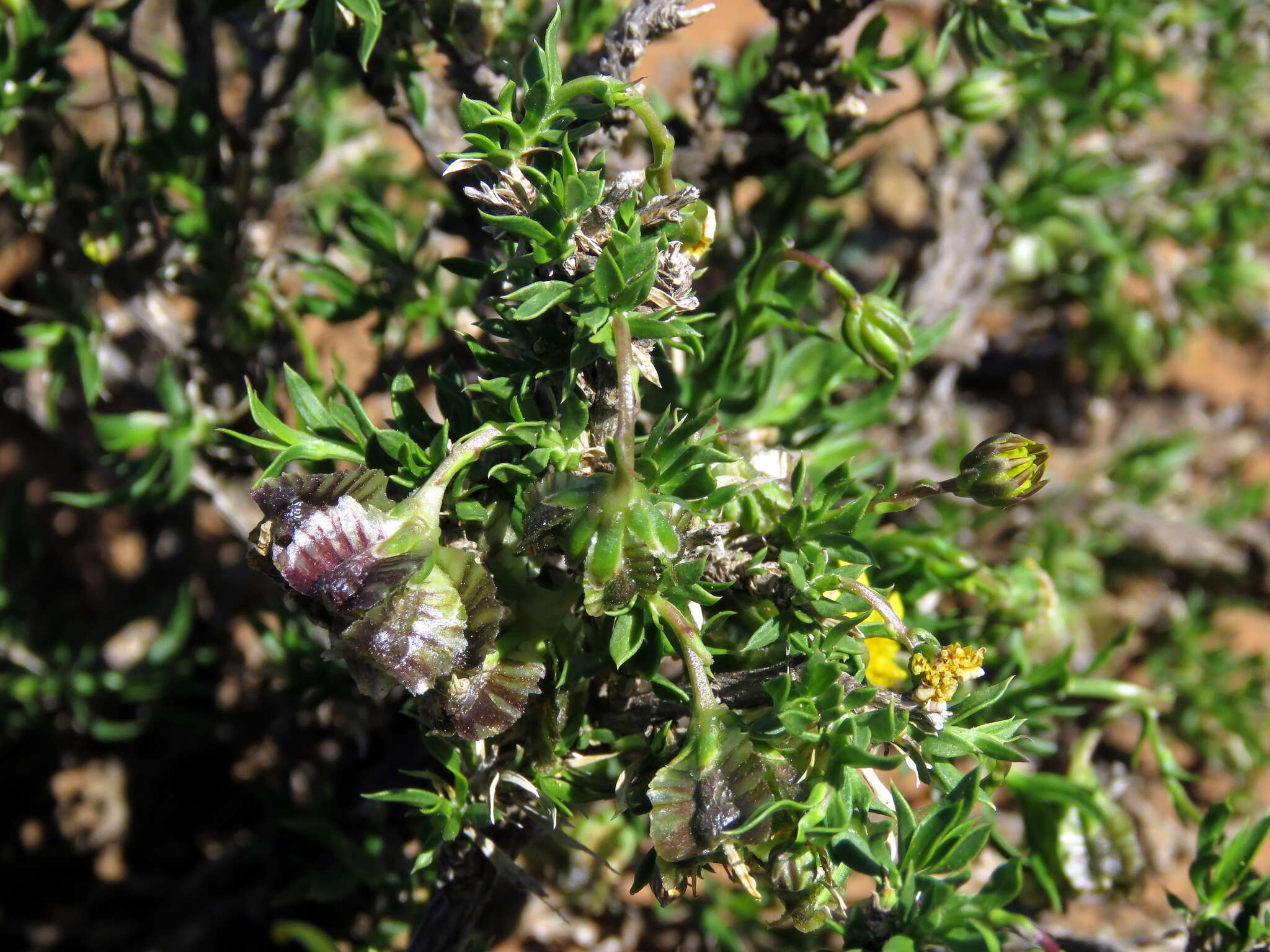 Image of Osteospermum microphyllum DC.