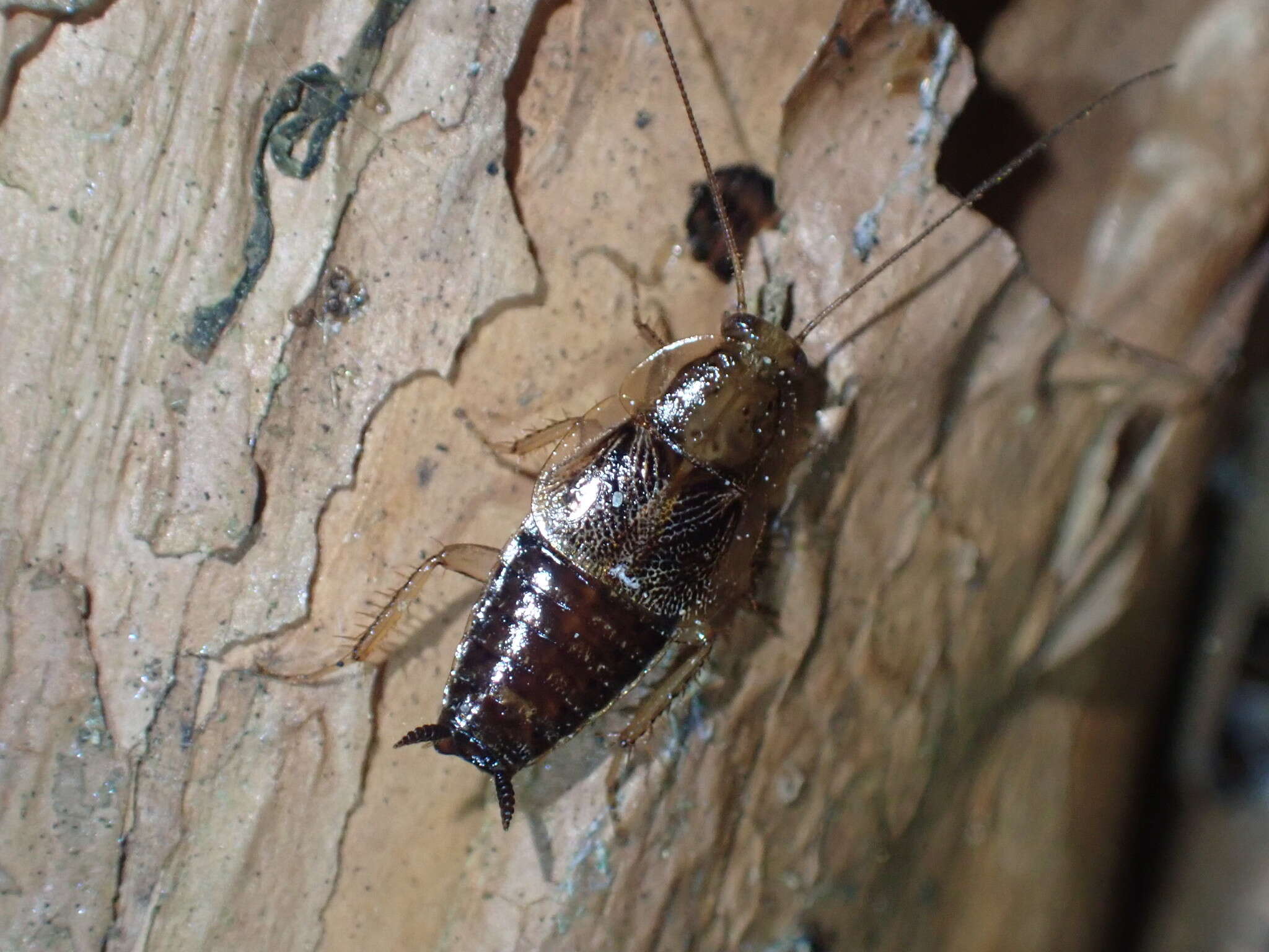 Image of Parellipsidion pachycercum Johns 1966