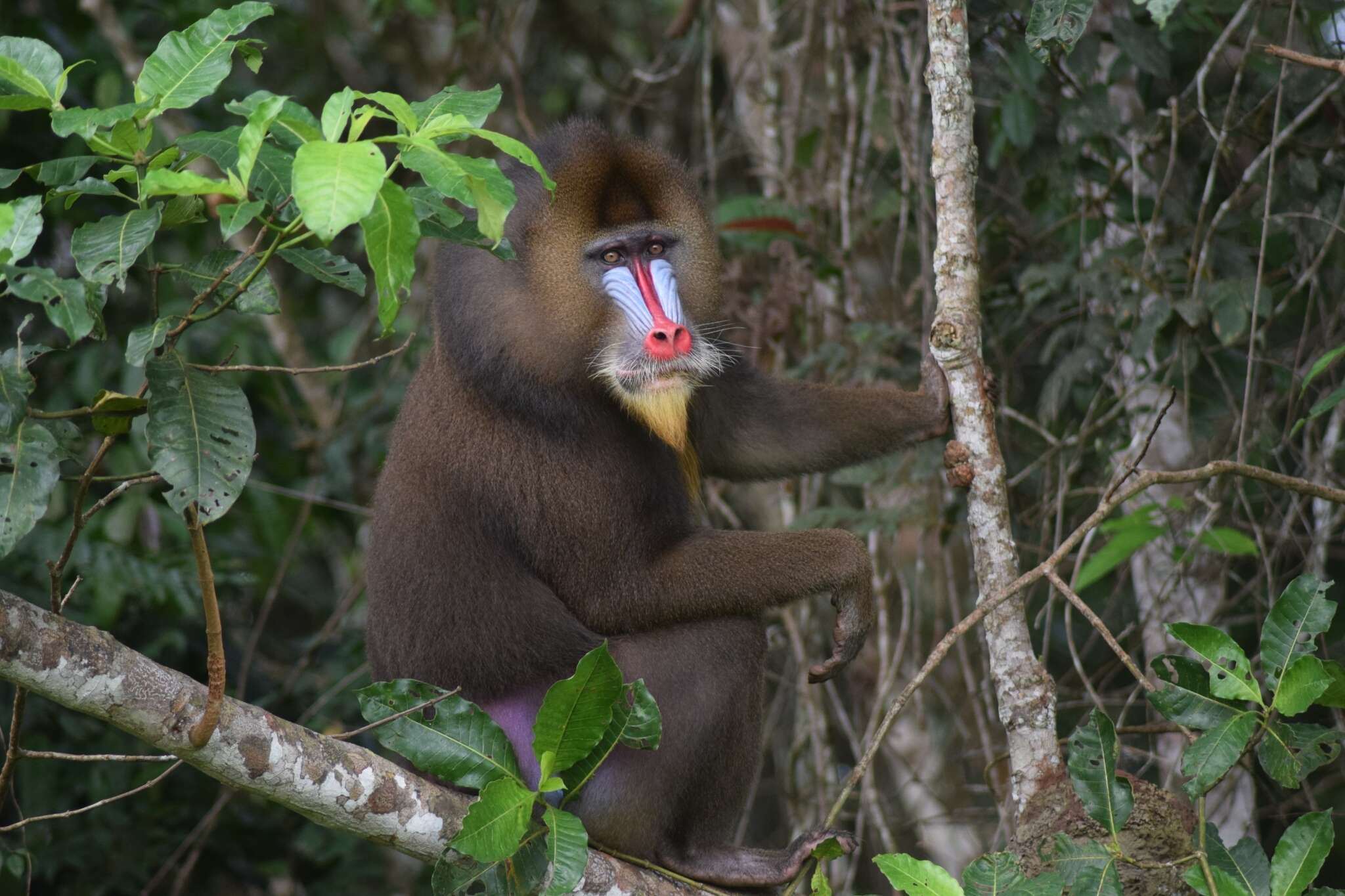 Image of Mandrill