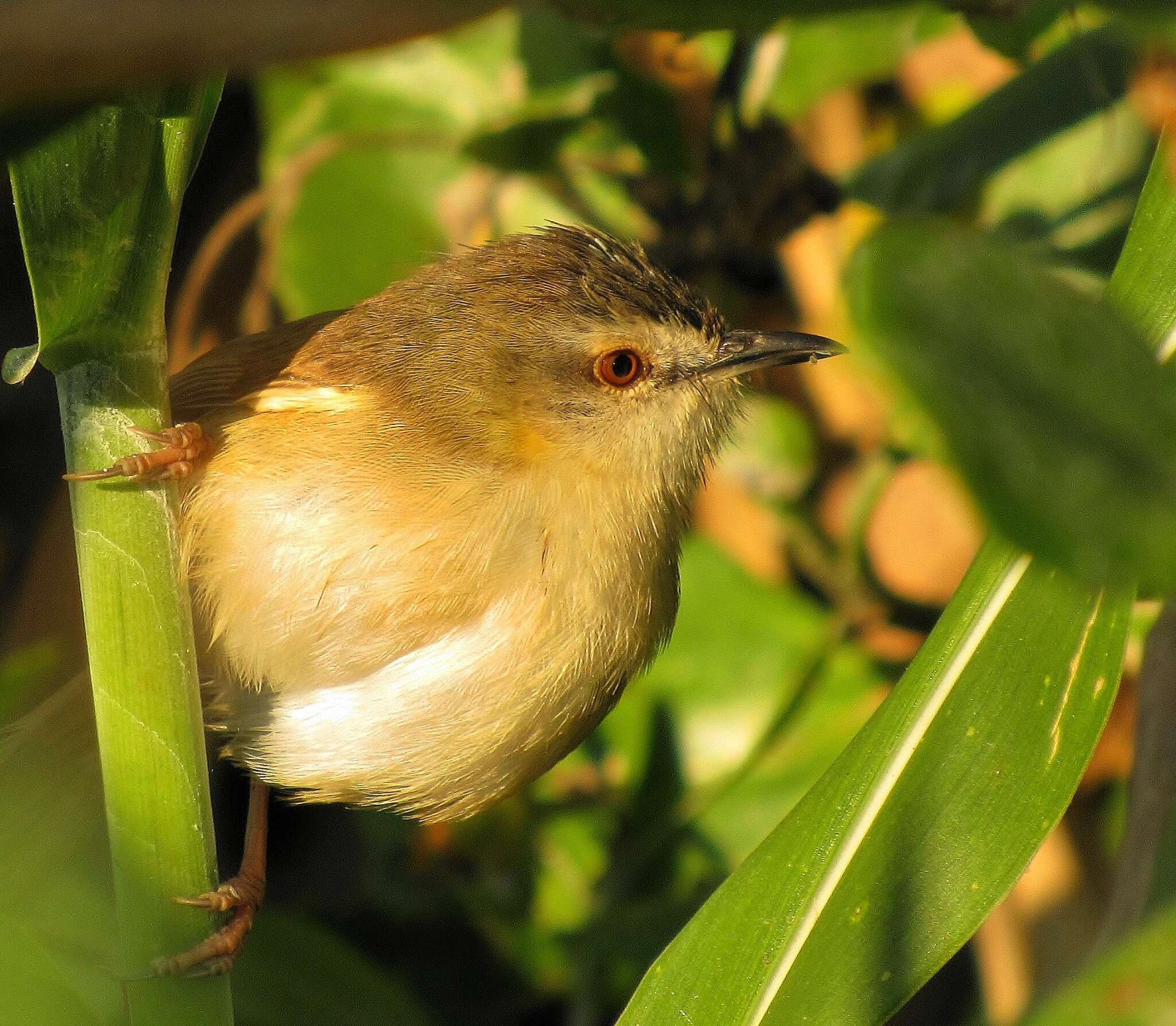 Image of Prinia subflava pondoensis Roberts 1922