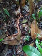 Image of American pipe snakes