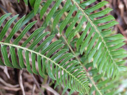 Image of narrowleaf swordfern