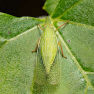 Image of Rhynchomitra recurva (Metcalf 1923)