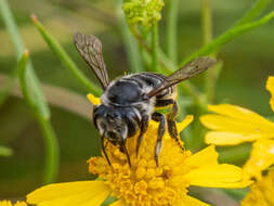 Image of Petulant Leaf-cutter Bee