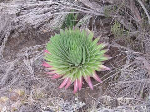 Imagem de Lobelia deckenii subsp. deckenii