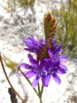 Image of Thereianthus spicatus (L.) G. J. Lewis