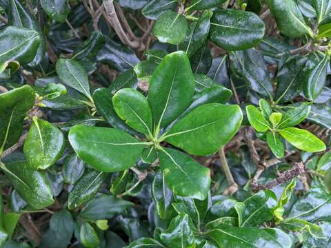 Слика од Rhaphiolepis indica var. umbellata (Thunb. ex Murray) H. Ohashi