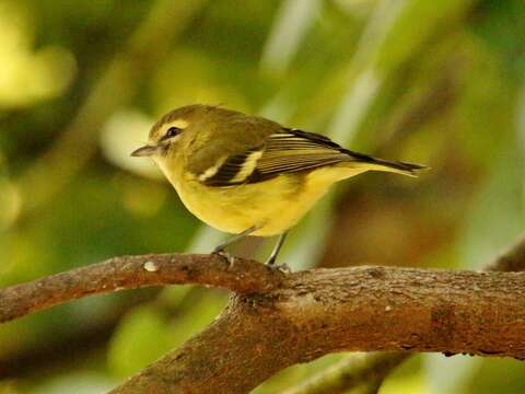 Image of Yellow-winged Vireo