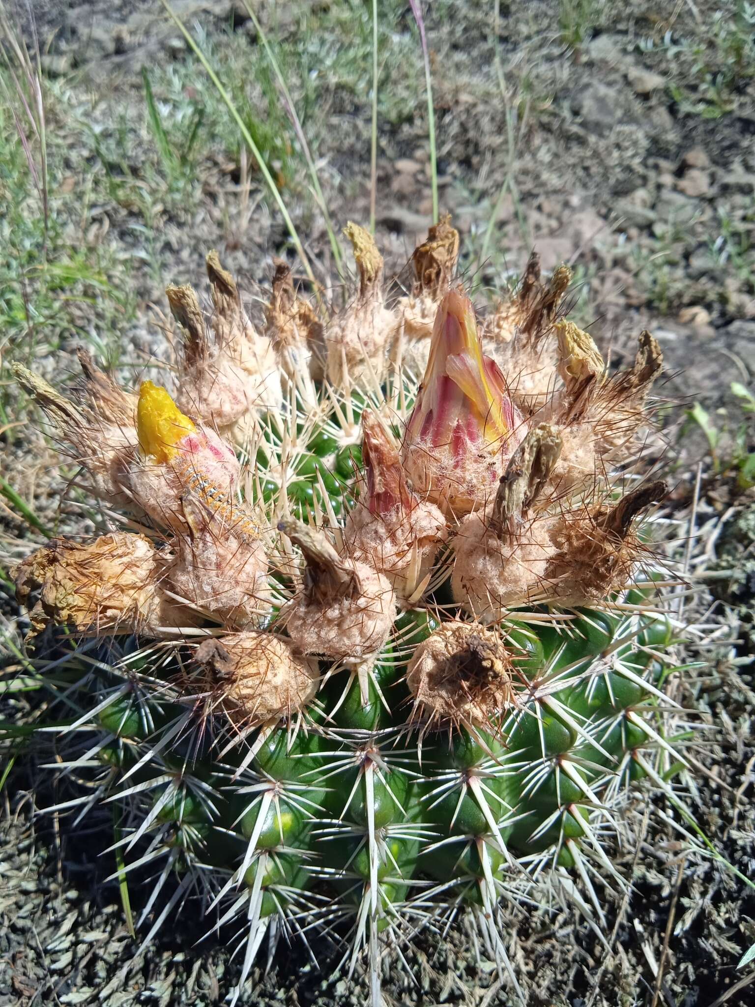 Image de Parodia mammulosa (Lem.) N. P. Taylor