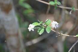 Image of Lantana hirta Graham