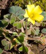 Image of Oxalis compressa var. compressa