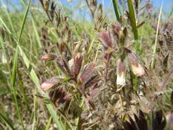 Слика од Onosma tinctorium M. Bieb.