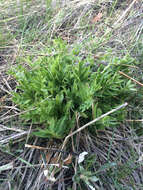 Image of cutleaf balsamroot