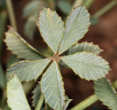 Слика од Trifolium lemmonii S. Watson