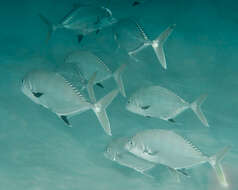 Image of Shadow trevally