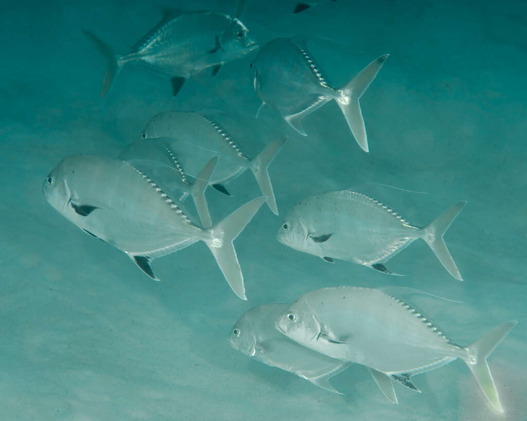 Image of Shadow trevally