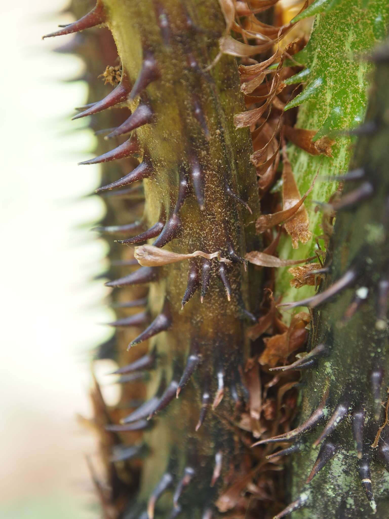 Cyathea multiflora Sm. resmi