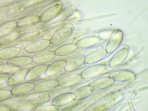 Plancia ëd Plectania harnischii M. Carbone, Agnello, A. D. Parker & P. Alvarado