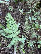 Image of Pacific Wood Fern