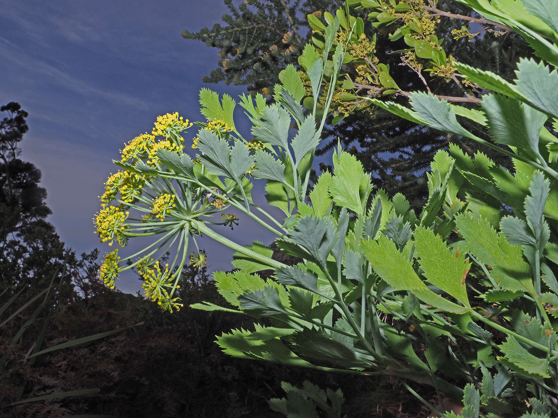 Image of Notobubon galbanum (L.) Magee