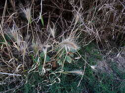 Image of mouse barley