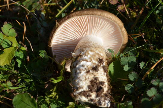 Image of Hygrophorus limacinus (Scop.) Fr. 1838