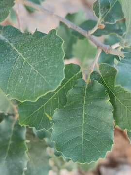 Image of Quercus infectoria subsp. veneris (A. Kern.) Meikle