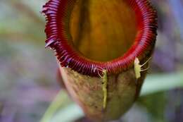 Image of Nepenthes kinabaluensis Sh. Kurata