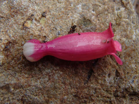 Image of <i>Penstemon cerrosensis</i>