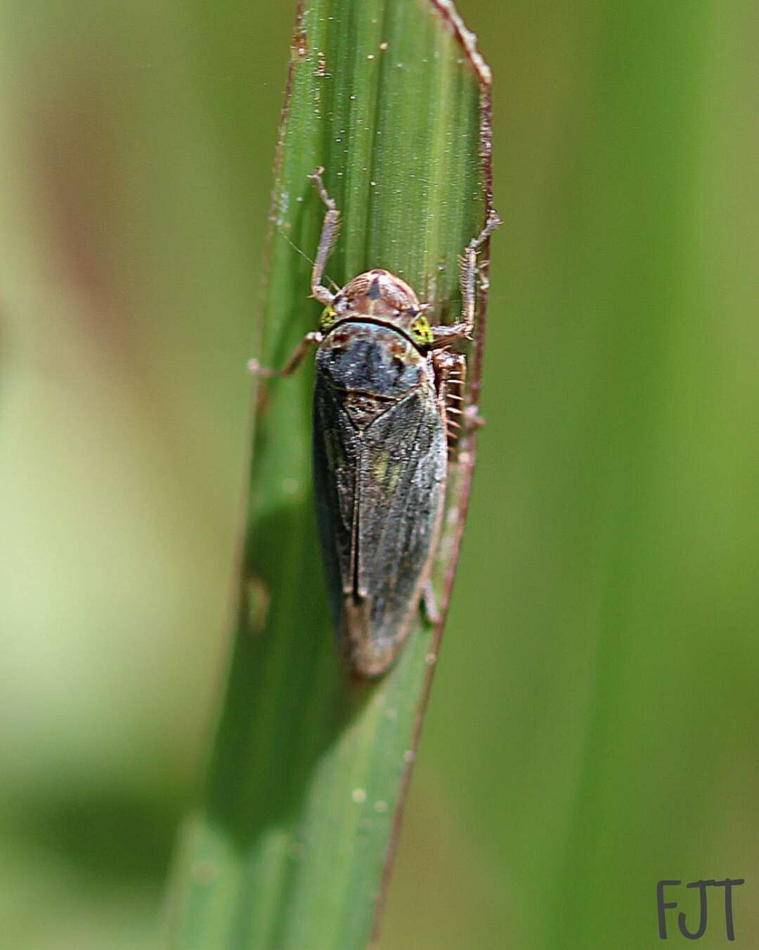 Image of Chlorogonalia losoplanensis (Schroder 1959)