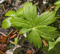 Image of American globeflower