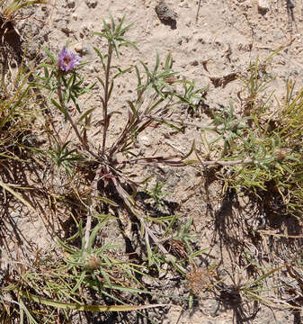 Image of Texas Townsend daisy