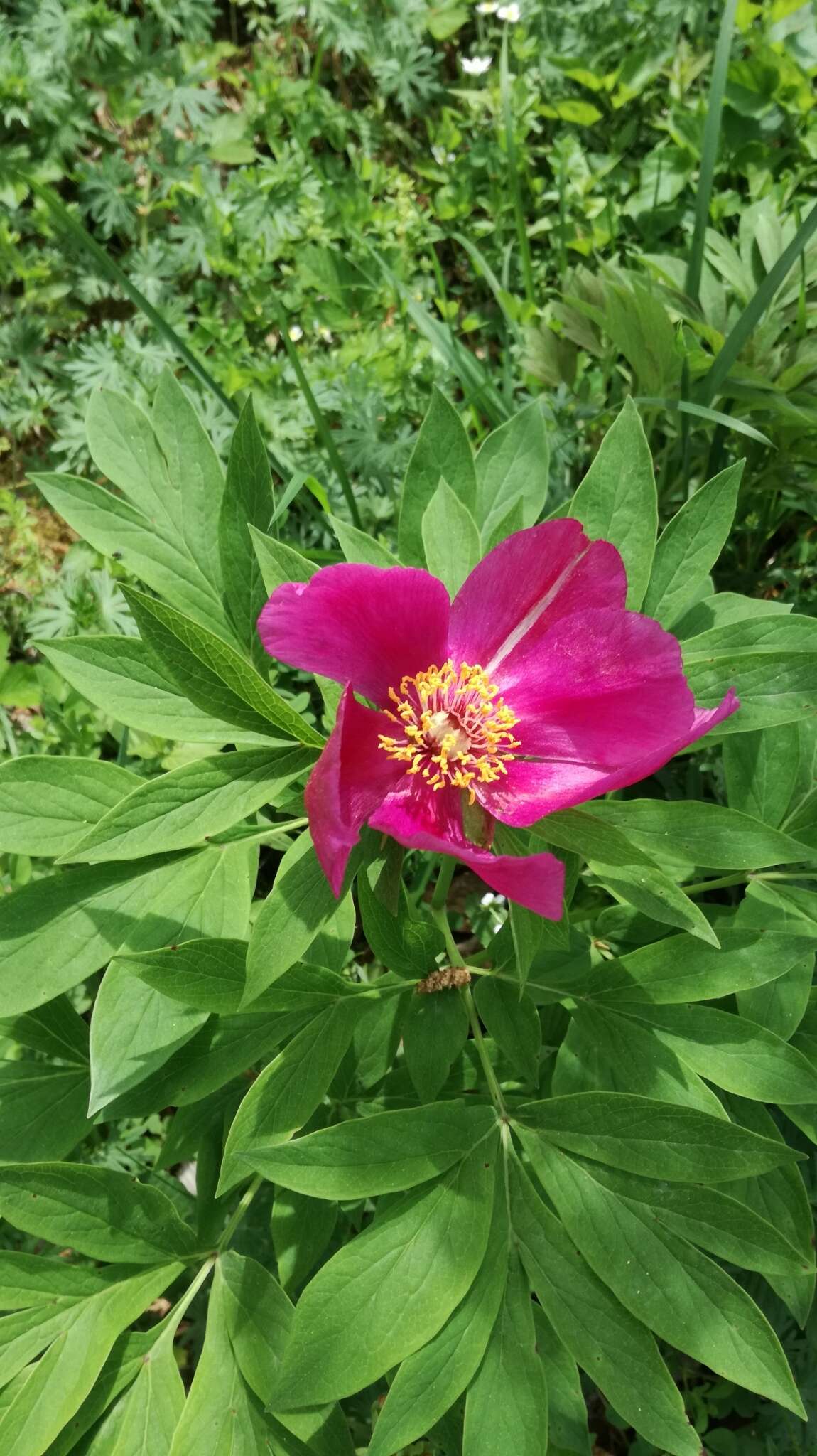 Image of Common Peony